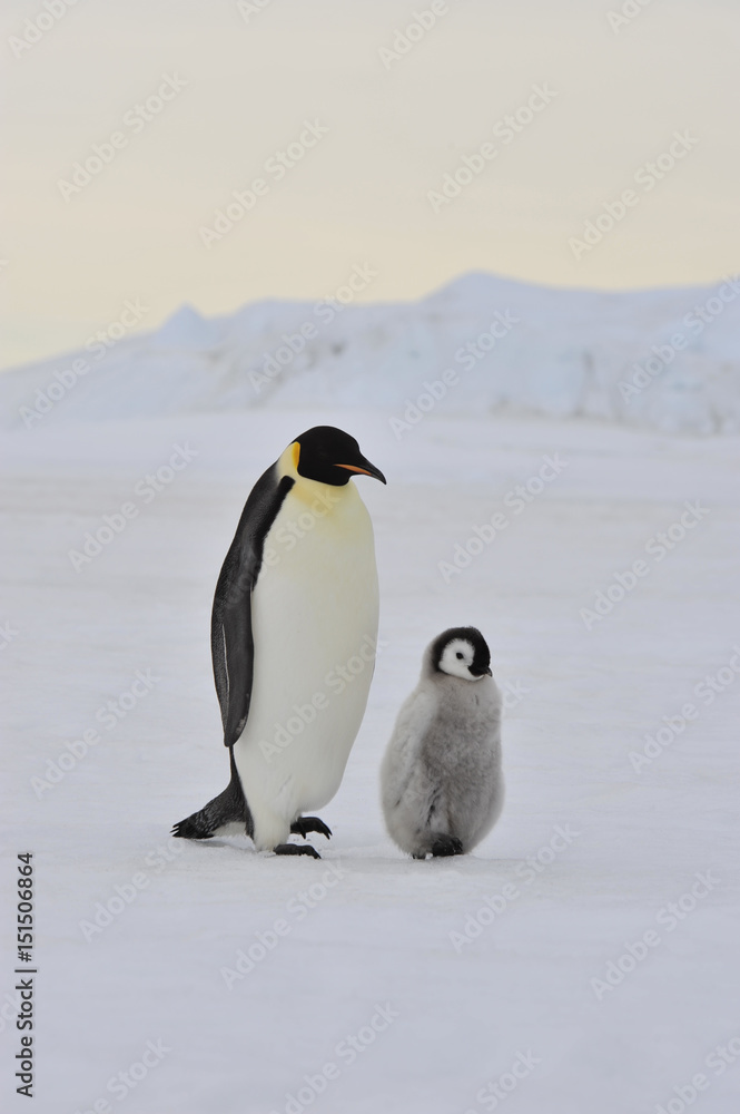 Obraz premium Emperor Penguin with chick