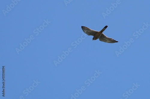 Bussard beim Jagen