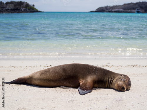 Sea Lion relaxing on the beach, Santa Fe Island, Galapagos Archipelago
