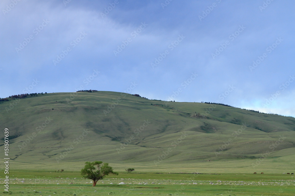 Fototapeta premium Lone tree in the mountains
