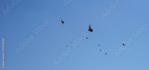 Tauben-Schwarm im blauen Himmel