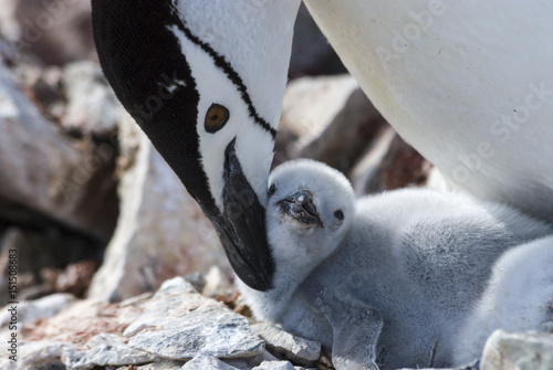 Fotografie Chinstrap penguin feeding chick