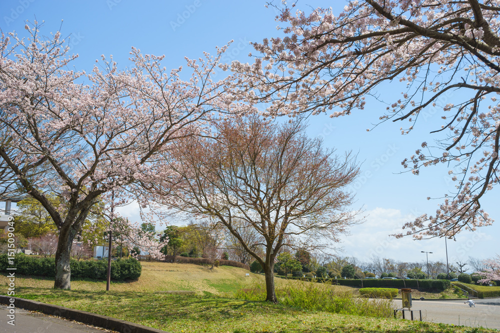 Obraz premium 愛鷹広域公園の桜
