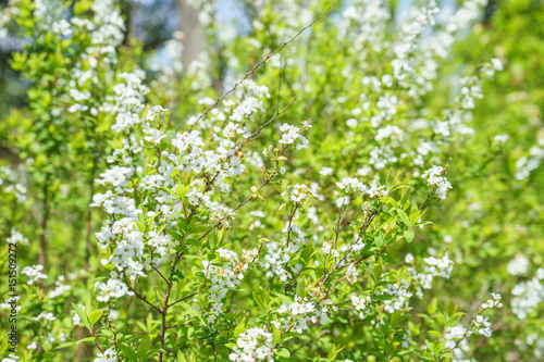 Fototapeta Naklejka Na Ścianę i Meble -  白い花を咲かせる雪柳