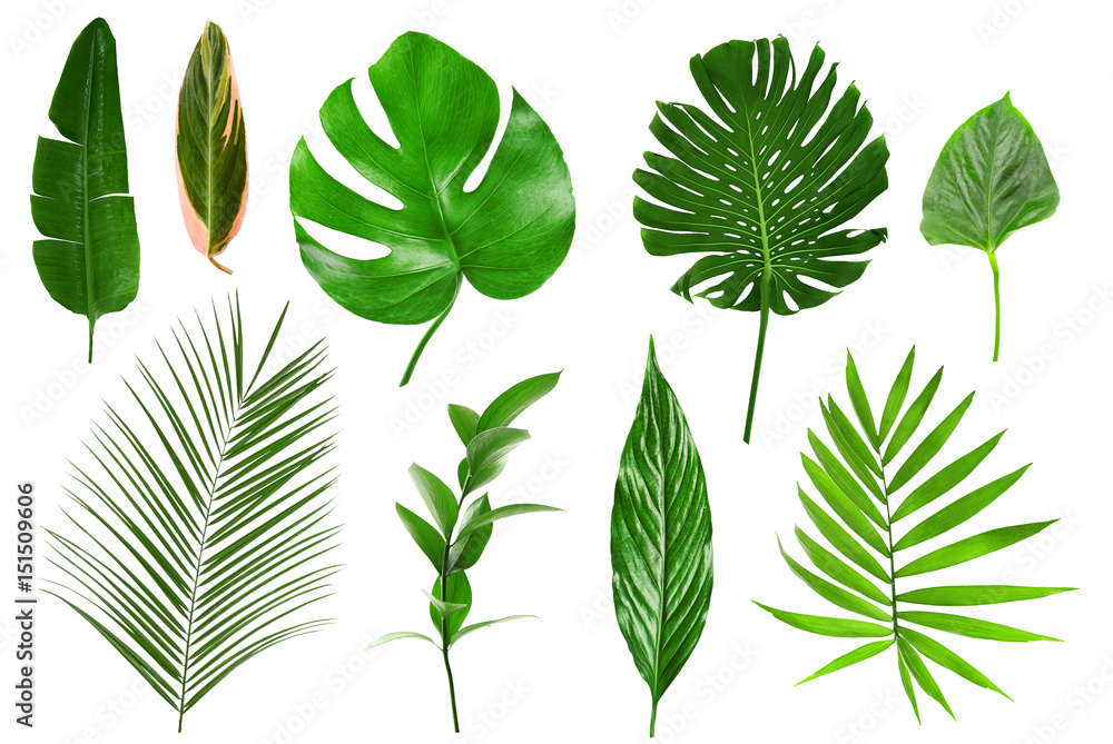 Different tropical leaves on white background - obrazy, fototapety, plakaty 