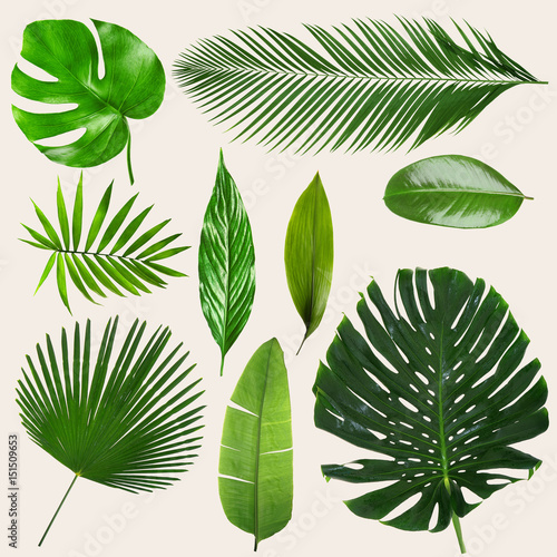 Different tropical leaves on light background