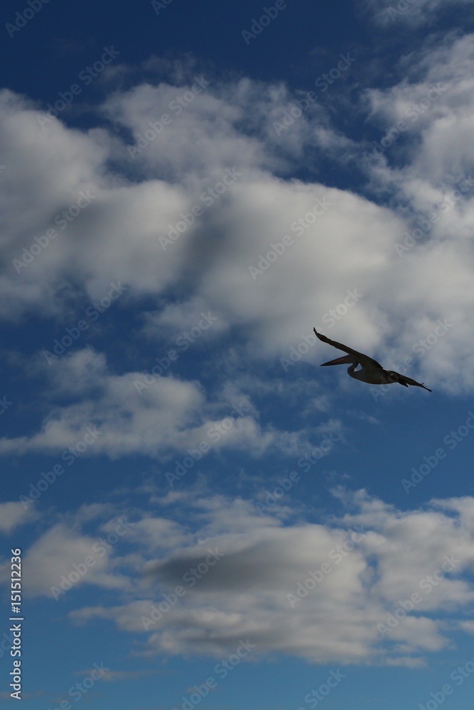 Background of blue sky and white clouds with flying pelican