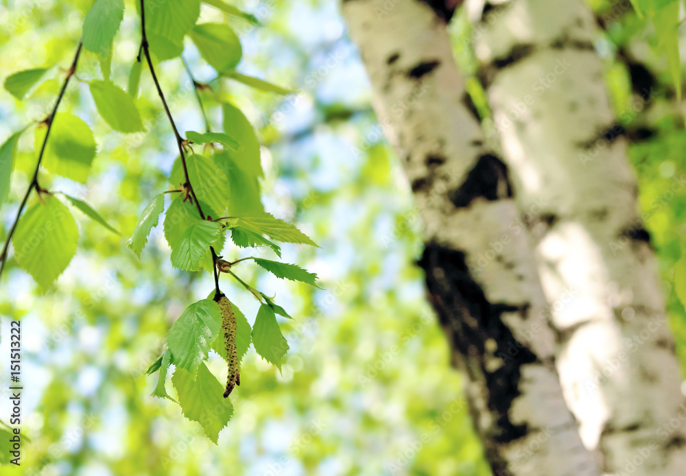 Fototapeta premium Świeży zielony wiosny tło z brzozy drzewa baziami i młodymi soczystymi zieleń liśćmi na gałąź w pogodnym wiosna letnim dniu, zakończenie makro- na tle brzoza bagażnik.