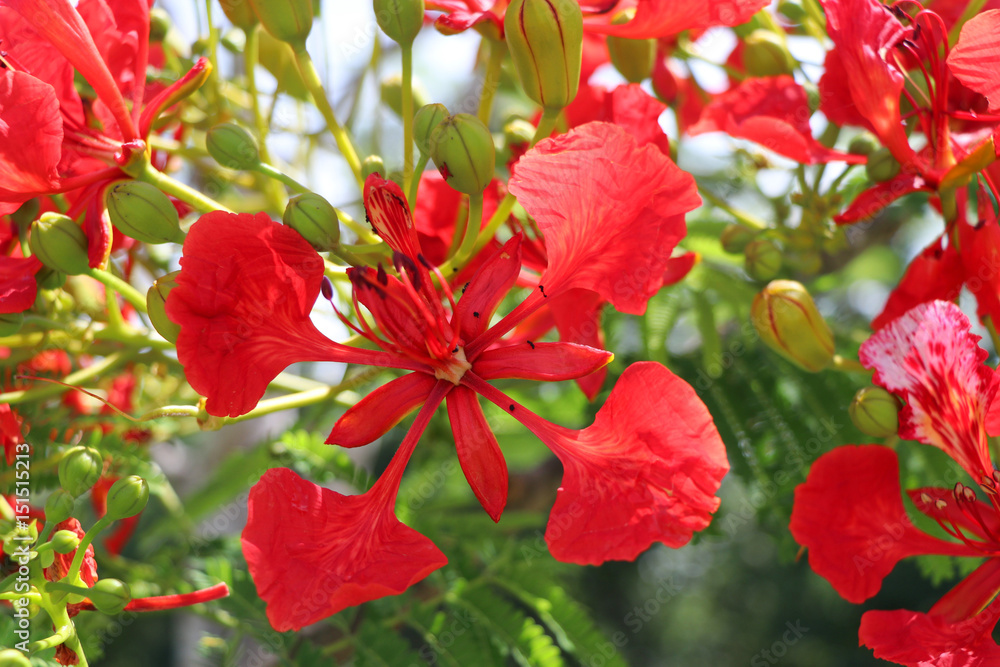 Peacock red flowers brightness on tree