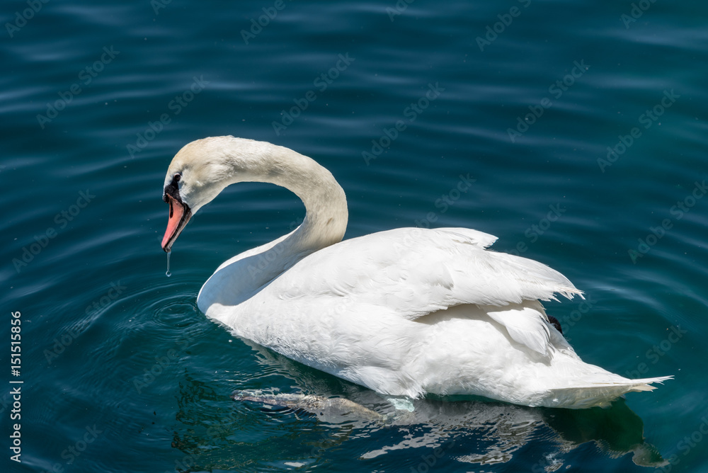 Obraz premium close up of bright white swan in blue water