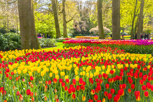 Fototapeta Naklejka Na Ścianę i Meble -  Keukemhof Romantic Blooming Gardens Landscape Lisse Holland