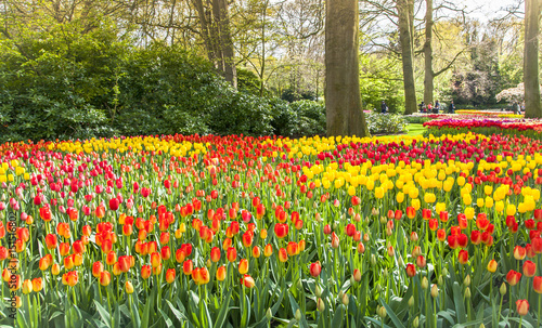 Fototapeta Naklejka Na Ścianę i Meble -  Keukemhof Romantic Blooming Gardens Landscape Lisse Holland
