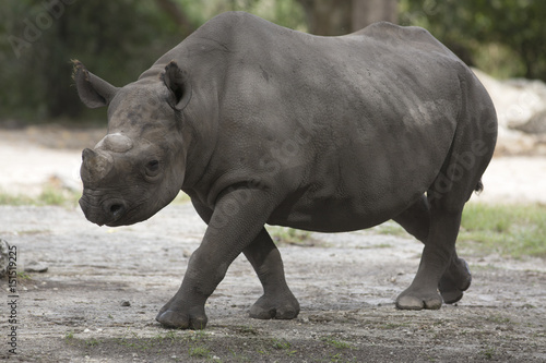 Portrait of black african black rhino