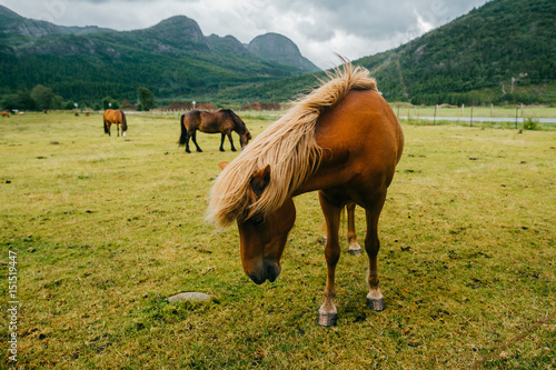 Wildlife in Norway. Scandinavian fjord beautiful horses on pasture eat grass on field in summer rainy weather. Cloudy sky. Mountains on background. Rocks. Funny mammal animals. Rural. Travel. Nature. © benevolente
