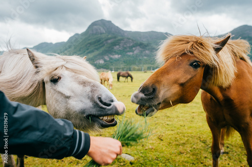 Wildlife in Norway. Scandinavian fjord beautiful horses on pasture eat grass on field in summer rainy weather. Cloudy sky. Mountains on background. Rocks. Funny mammal animals. Rural. Travel. Nature.