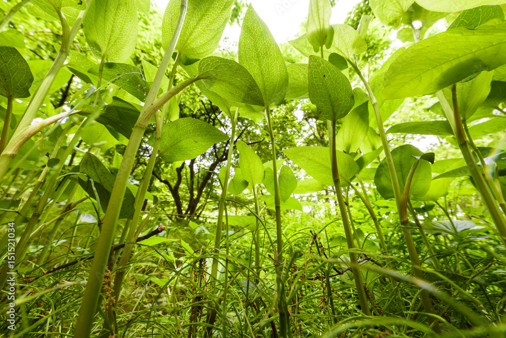 Obraz premium 新緑の葉