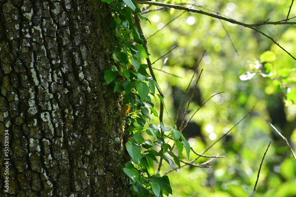 Fototapeta premium Rametto di edera sul ramo nel bosco in primavera, con luce laterale