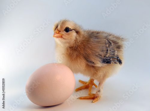 Five day old chickling and egg