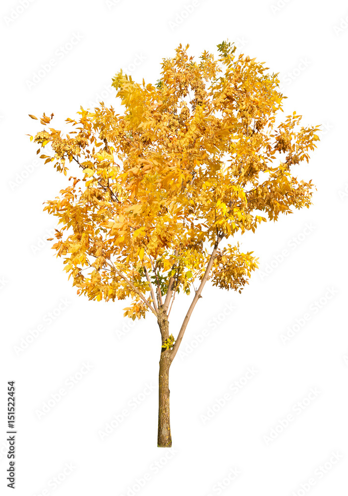 one golden autumn tree isolated on white one golden autumn tree isolated on white