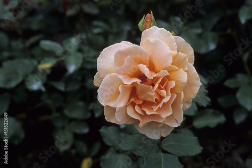 Rosa x / Rose 'Just Joey'