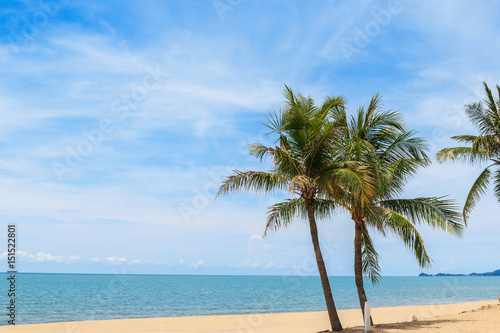 Coconut palm tree and sky on tropical beach