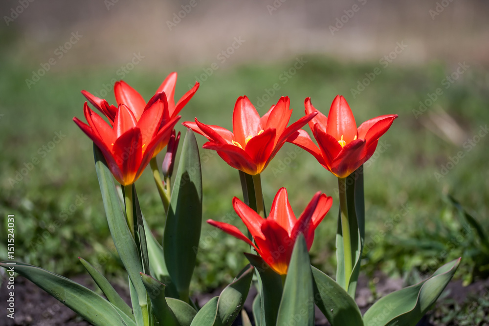 Tulipa Kaufmanniana 'Scarlet Baby in early morning Tulipa Kaufmanniana 'Scarlet Baby in early morning