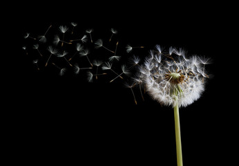 Fotobehang Paardenbloem Zwevende zaadjes op zwarte achtergrond  © Brian Jackson