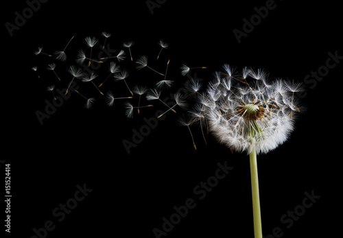 Dandelion seeds in the wind on black background