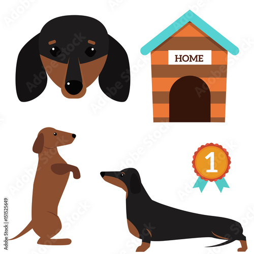 Dachshund dog playing vector illustration elements set flat style puppy domestic pet accessory.