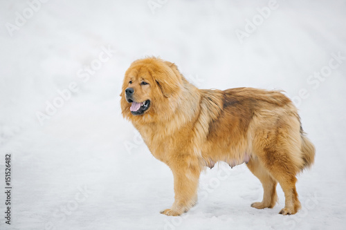Mastiff puppy of beige color