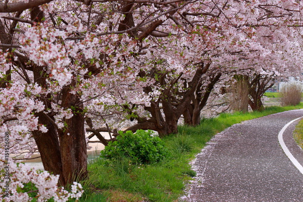 Fototapeta premium 桜並木