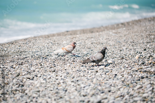 Pigeons on a pebble beach
