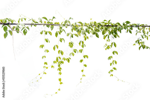 Ivy green with leaf on isolate white background