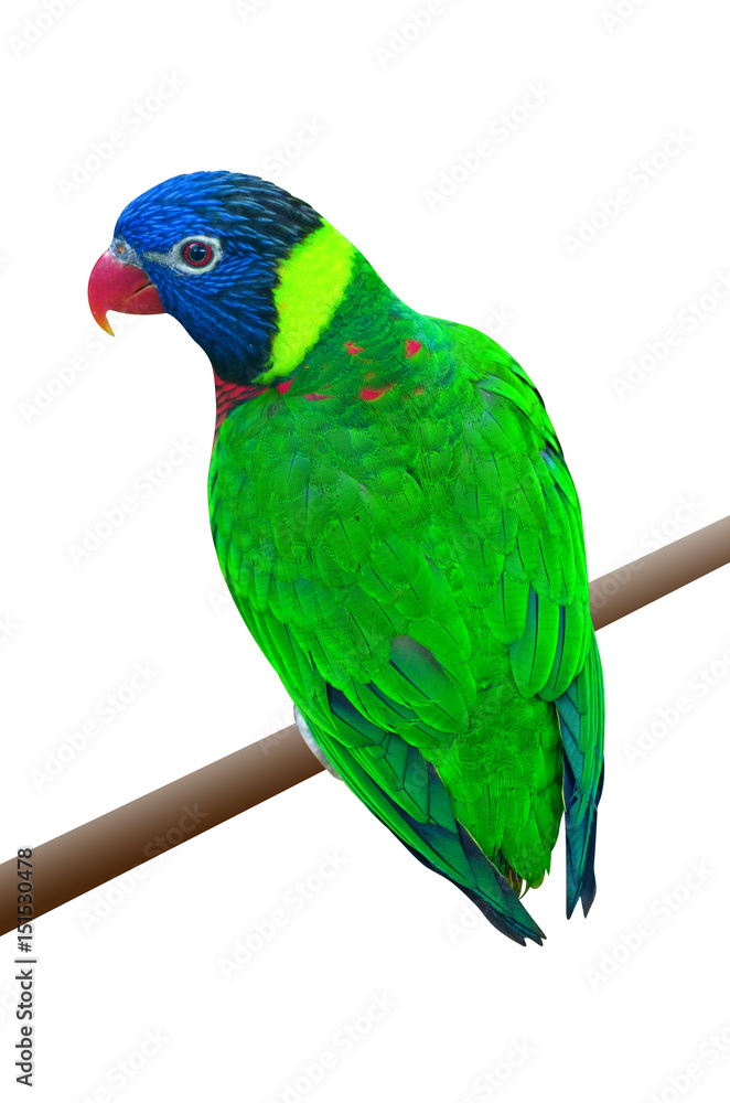 A green parrot on a branch
