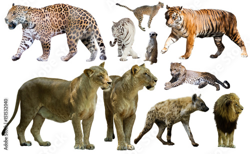 Set of wild mammals isolated over white © JackF