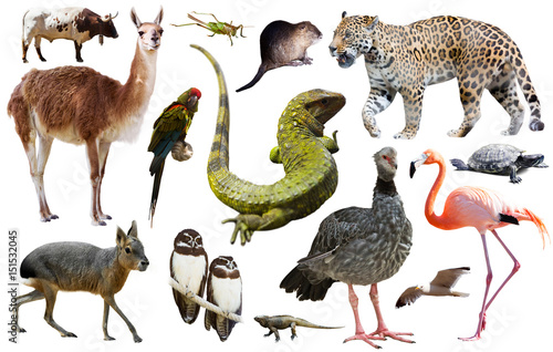 Fauna of South America set photo