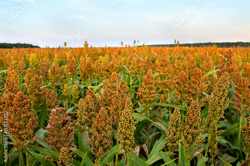 Sorghum on a field in summer photo