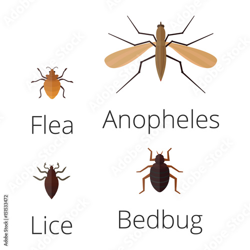 Colorful insects icons isolated wildlife wing detail summer worm caterpillar bugs wild vector illustration.