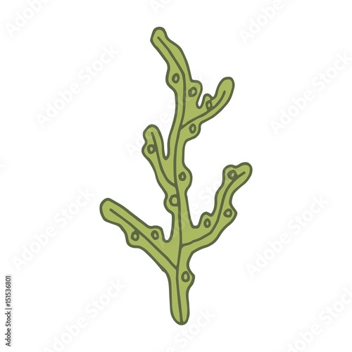 Alga vector illustration