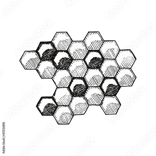 Bee honeycomb hand drawing vector illustration