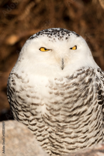 Snowy Owl Portrait © chbaum