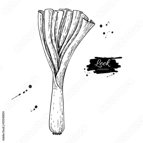Leek hand drawn vector illustration. Isolated Vegetable engraved style object with sliced pieces.