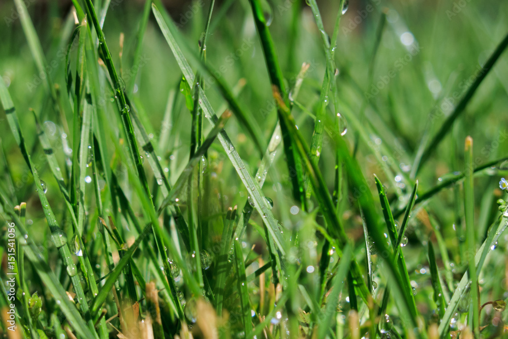 The lawn of a rainy day The lawn of a rainy day