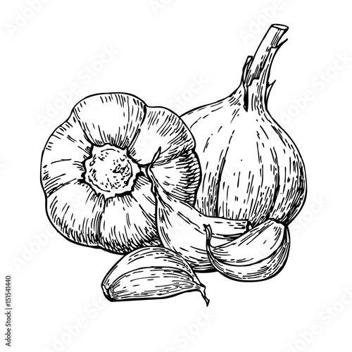 Garlic hand drawn vector illustration. Isolated Vegetable with c