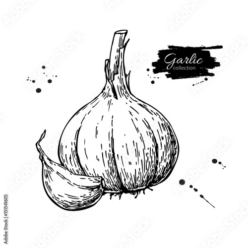 Garlic hand drawn vector illustration. Isolated Vegetable with c