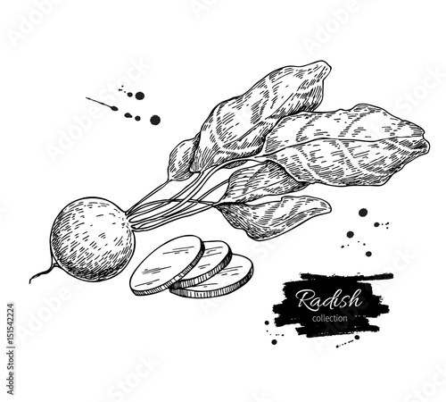 Radish hand drawn vector illustration. Isolated Vegetable engraved style object wirh sliced pieces.