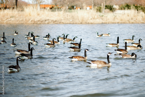 A flock of Canadian geese swimming on the lake © Kate.Rasskazova