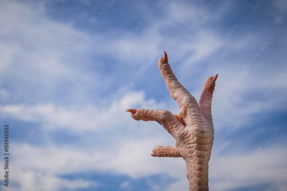 Fingers pointing to the sky, chicken foot with sky background Stock