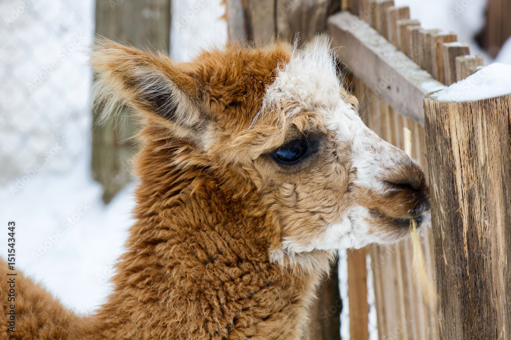 Obraz premium Fluffy cute llama closeup eating with snowflakes on its face