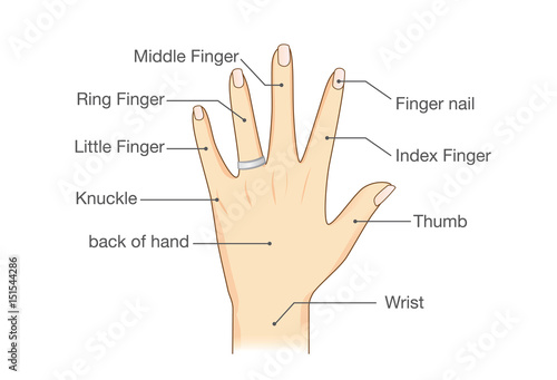 Common names for fingers of hand. Illustration about human body part.